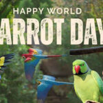 World Parrot Day